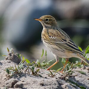 D50 7425 Wiesenpieper IIA 9 2018