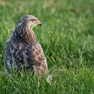 D50 7963 Bussard auf Wiese IIA 10 2018