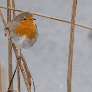 D50 0369 Schneekehlchen im Schilf IA 2 2018