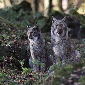 AK2 4518