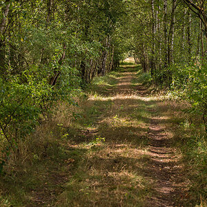 Moorweg