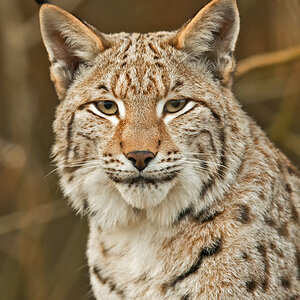 Luchs