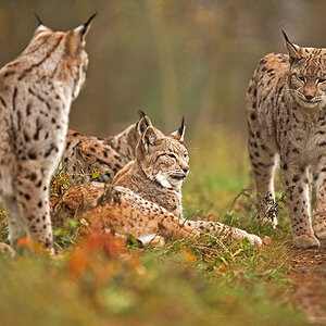 Luchs