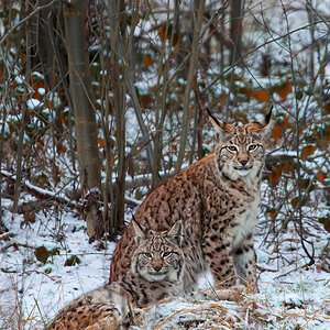Luchs