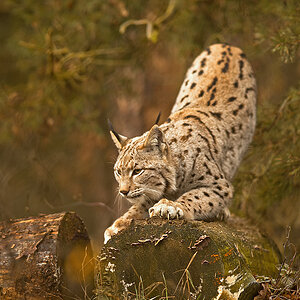 Luchs
