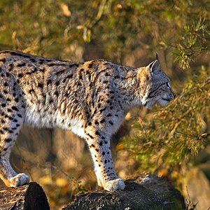 Luchs