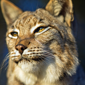 Luchs