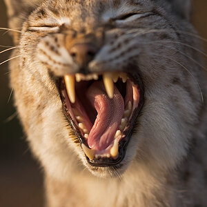 Luchs