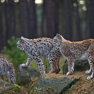 Luchs