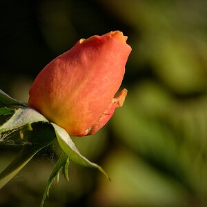 Compressed 0747