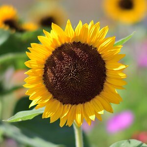 Sonnenblumen 3.9.2017 011