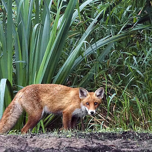 Fuchs