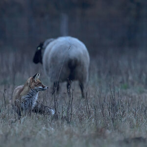Fuchs