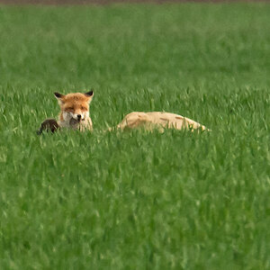 Fuchs