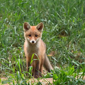 Fuchs