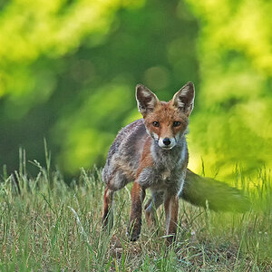 Fuchs