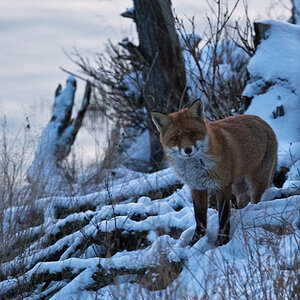 Fuchs