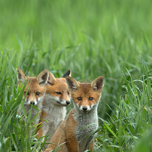Fuchs Welpe