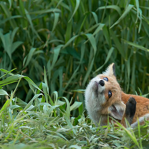 Fuchs Welpe
