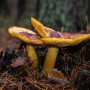 Rötlicher Holzritterling