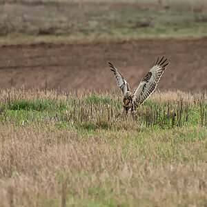Bussard 2