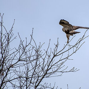 Bussard 3