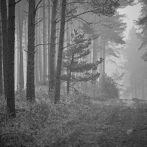 Waldnebel 2