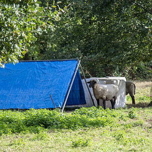 Schafe Camping
