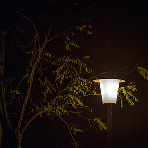 Robinienlampe 2