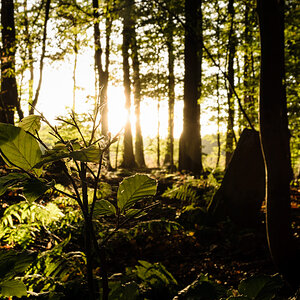 Herbstlicher Sonnenuntergang im Wald