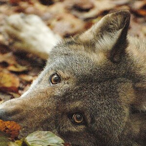 wolf1