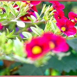 IMG 5204 Blumen neu