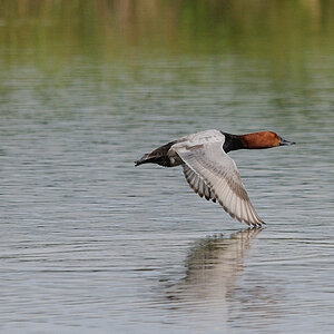 Kastenweiher Ente02