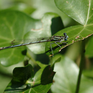 kleinlibelle