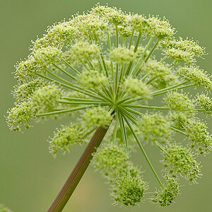 blume