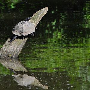 Sumpfschildkröte 02