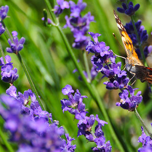 Schmetterling02