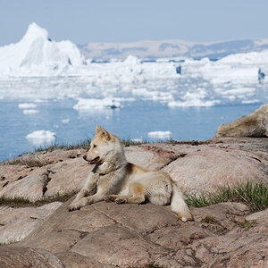 Grönland, Ilulissat
Schlittenhund