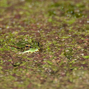 Frosch