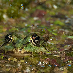 frosch