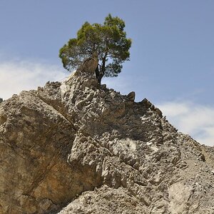 Baum 2