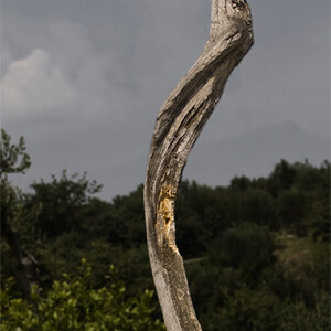Olivenbaum Hintergrund bearbeitet