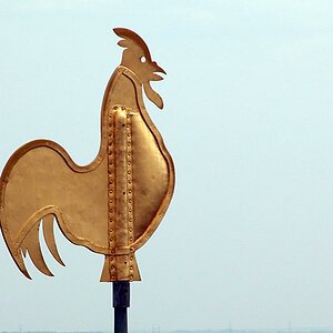 wetterhahn ribe