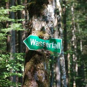 Im Walde