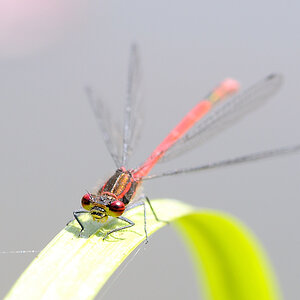 Frühe AdonisVBAA 3838