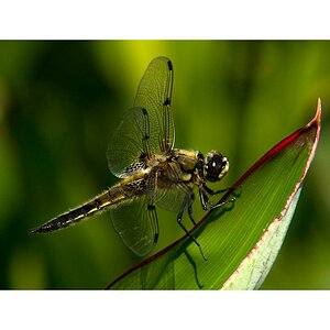 Libelle