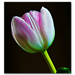 Tulpe