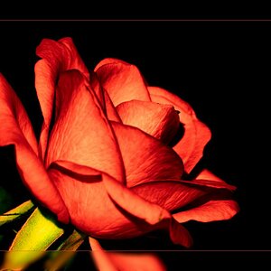 Rose Infarot