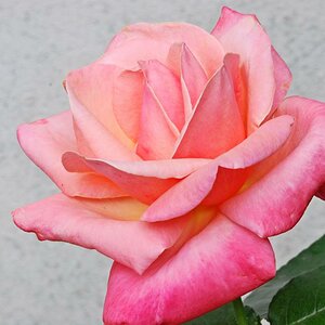 Rose aufgegangen