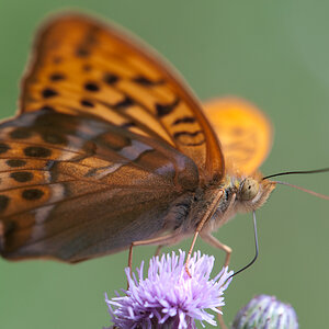 Kaisermantel (Argynnis paphia)05. Juli 2009